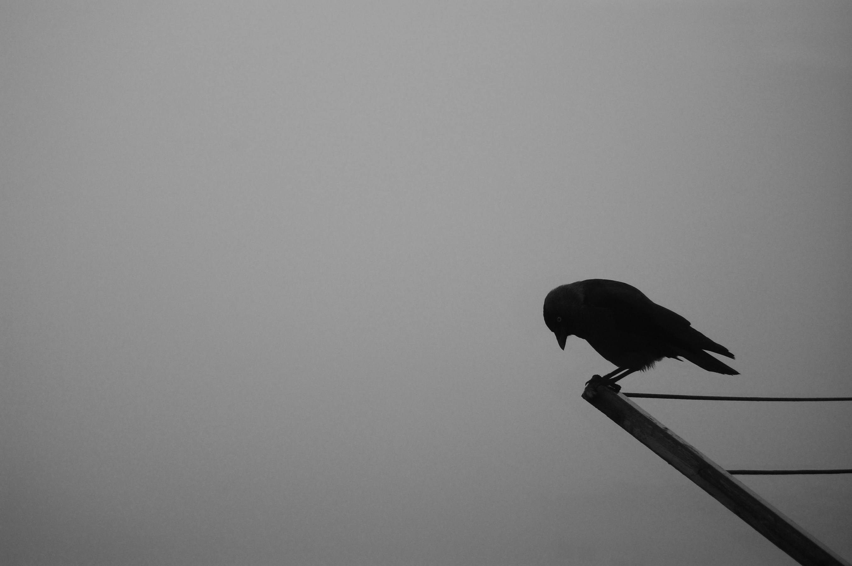 Crow Bird Outdoors